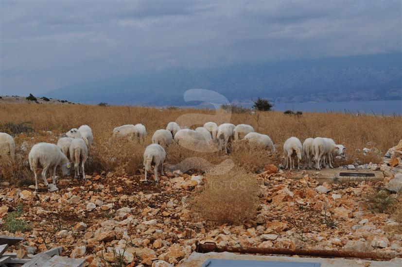 Novalja - island Pag
