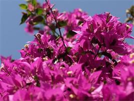 Apartament - Veli Losinj - wyspa Losinj