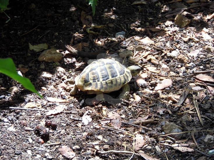 Apartments Miroslava