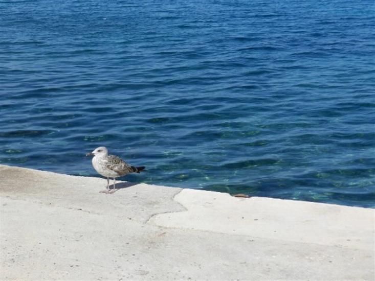 Sutivan - island Brac