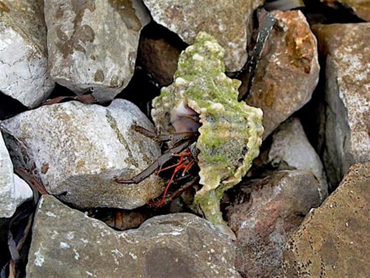 Zizanj - island Zizanj