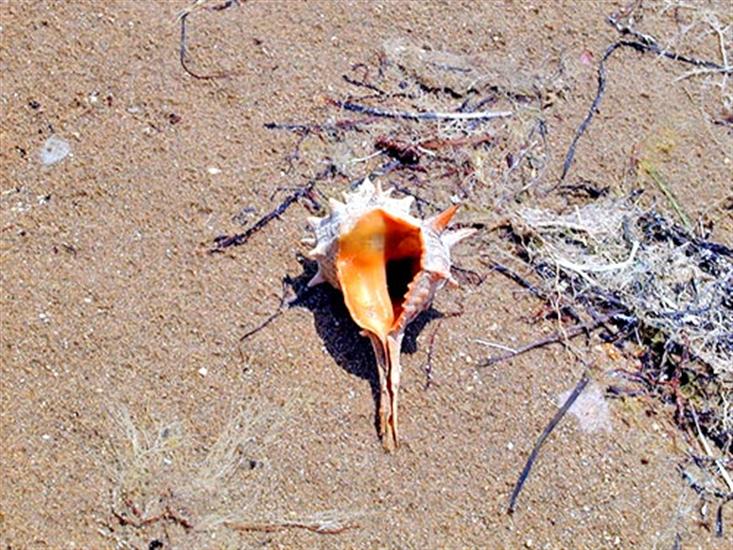 Vlasici - island Pag