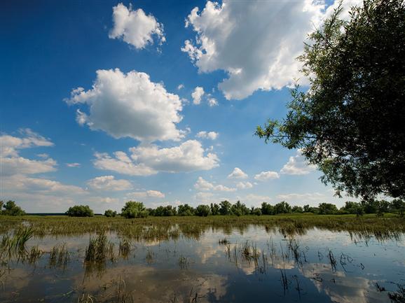 Kopacki Marshlands