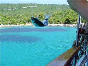 Cruise-Croatia-fish