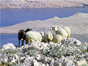 Pag-island-sheep