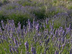 Lavanda fesztivál Rogac - Solta sziget Fesztivál