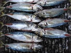 La soirée du poisson de Trogir (Ribarska noć) Sinj Fête populaire