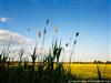 Kopacki Marshlands