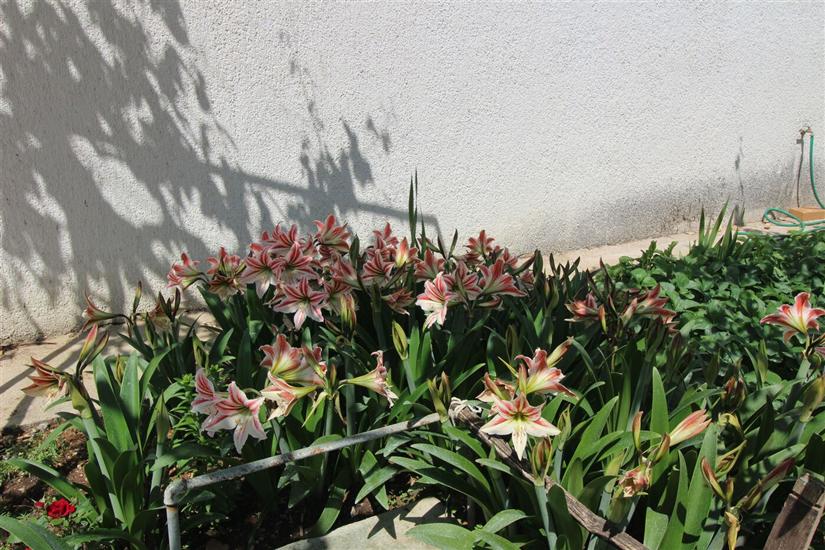 Ferienwohnungen Dragica C.