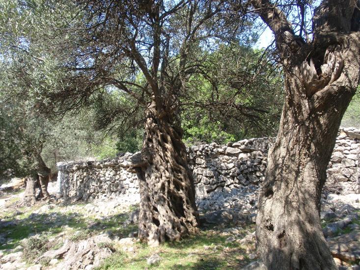 Apartments Ivan  Sea View in Peaceful Lun