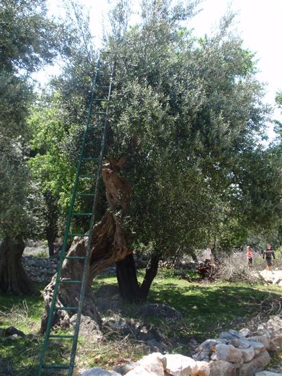 Apartments Ivan Sea View Lun