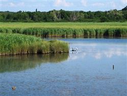 Palud swamp Tar (Porec) Sights