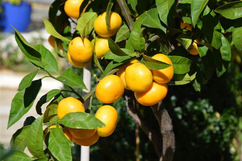 Апартаменты Martin