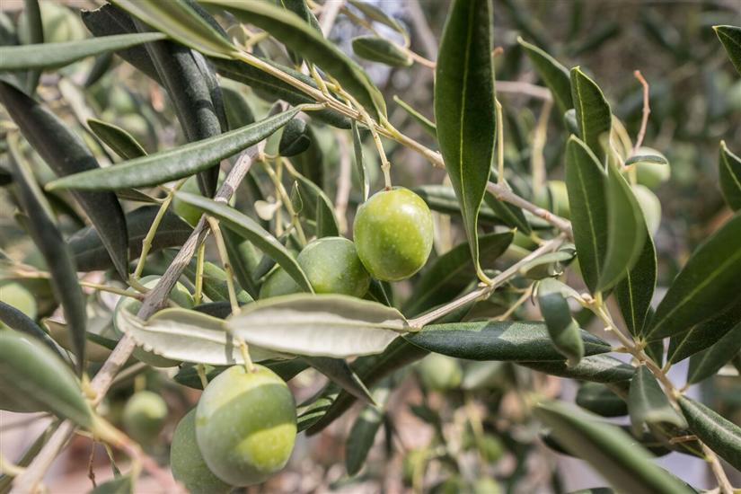 Apartments and Room Maestral