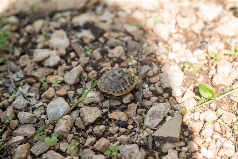 Apartmaj Ante Tonči