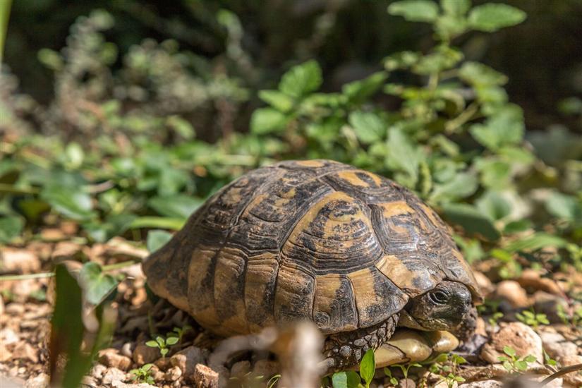 Apartmaj Ante Tonči