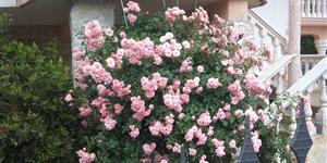 Apartment - Grebastica