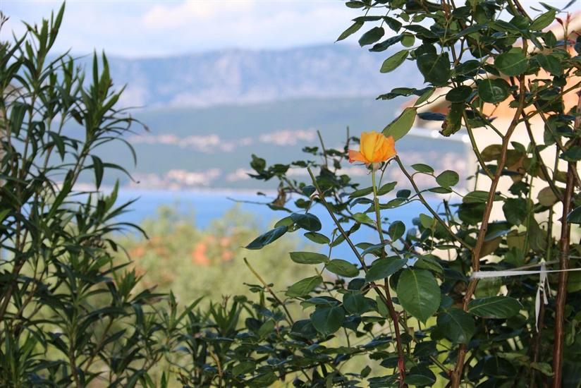 Apartments and Room Morozin