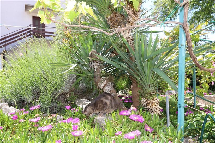 Apartments and Room Morozin