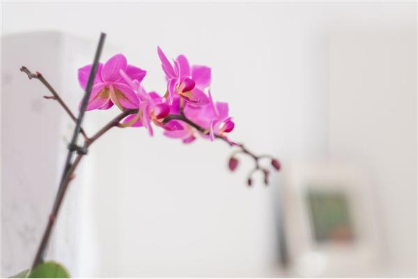 Apartman A1, na 4 osebe