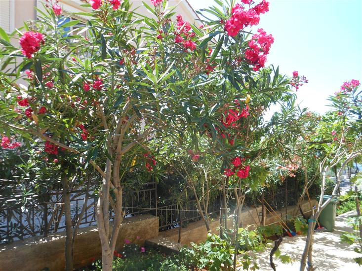 Apartments Ivan Sea View Lun