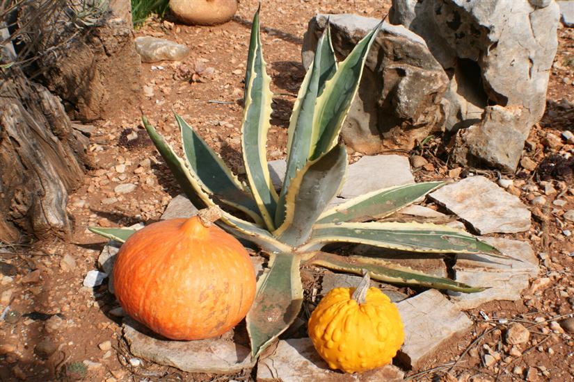 Apartments and Rooms LEA