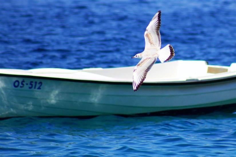 Apartments Danolic 2