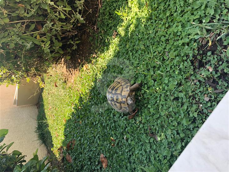 Apartments and Room Alen