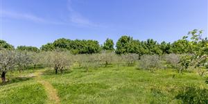 Apartman - Valbandon