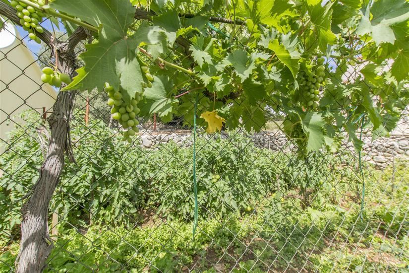 House Green Paradise