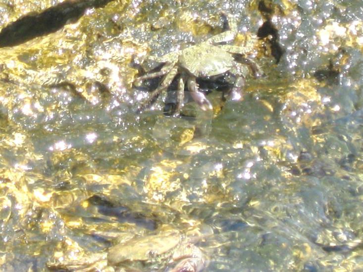 Novi Vinodolski (Crikvenica)