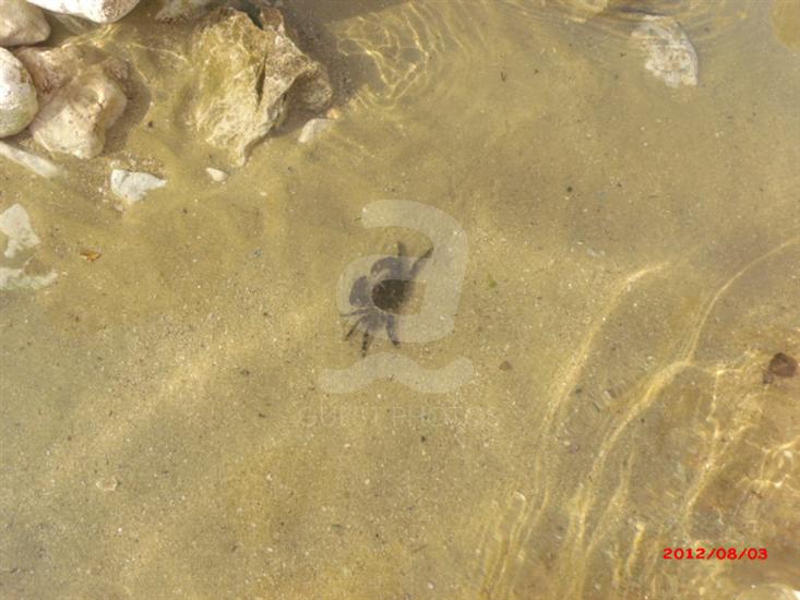 Novi Vinodolski (Crikvenica)