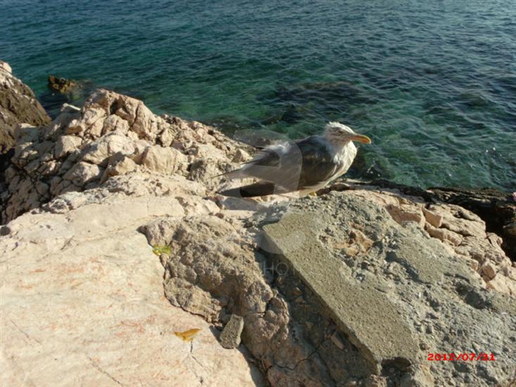 Novi Vinodolski (Crikvenica)