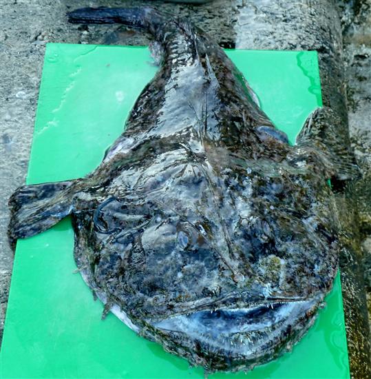 Korcula - island Korcula