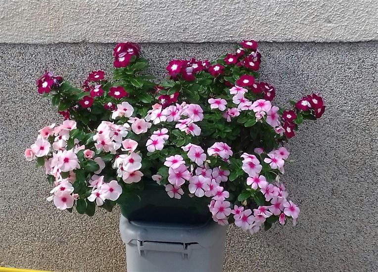 Apartmaji in Sobe Antee