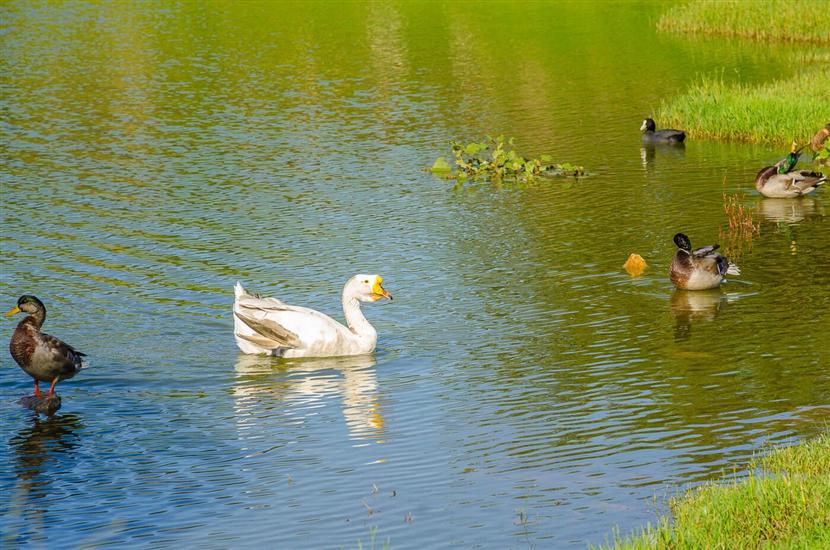 Apartmaji Marin sa bazenom