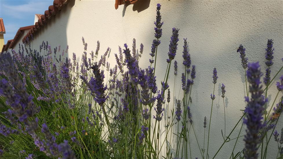 House LAVANDA