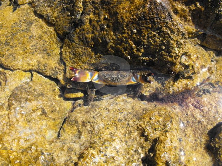 Okrug Gornji (Ciovo)