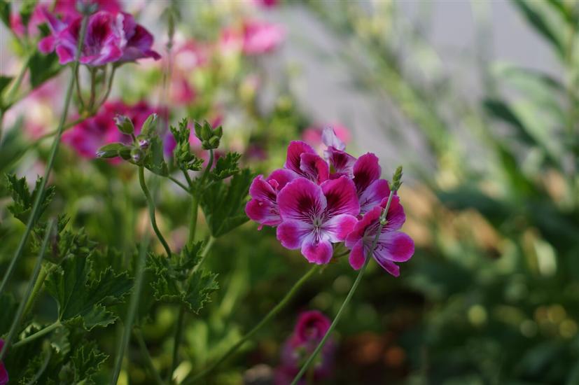 Apartment A2, for 5 persons