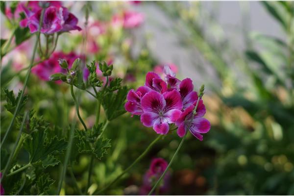 Apartment A2, for 5 persons