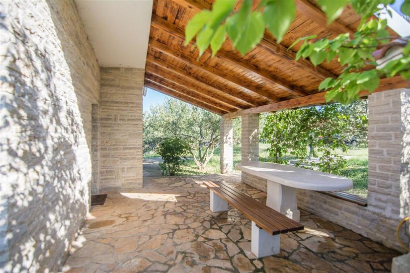 House Pygmy Cormorant