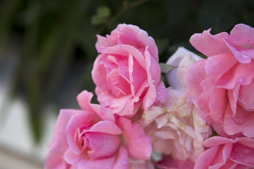 Apartments and Rooms Kapulica