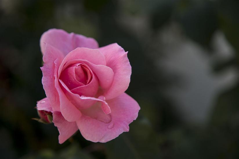 Apartments and Rooms Kapulica