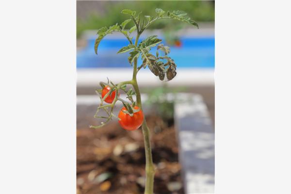 House K1, for 5 persons