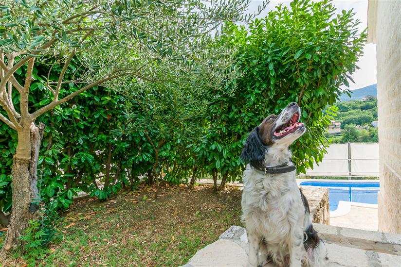 Villa Holiday home Zvečanje