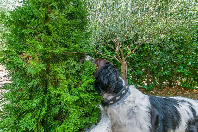 Villa Holiday home Zvečanje