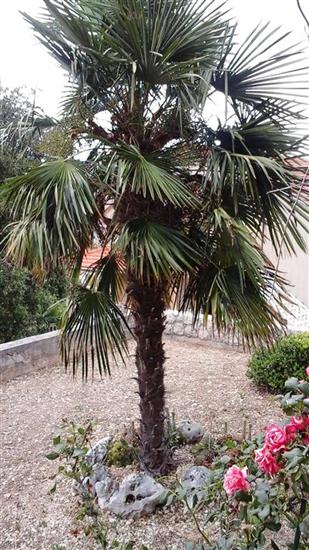 Apartments Kreso i Niko