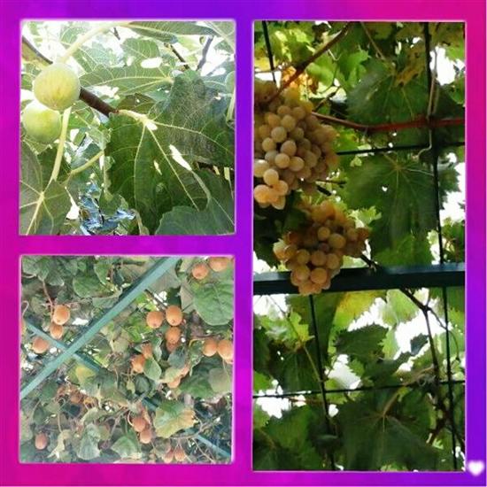 Apartments Kreso i Niko