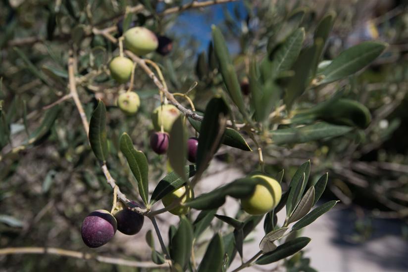 Lägenheter Zuljevic