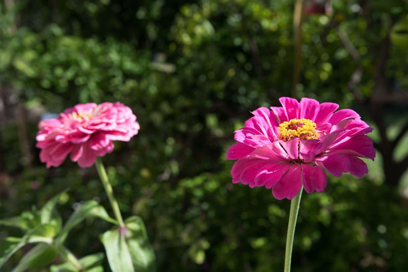 Lägenheter Zuljevic